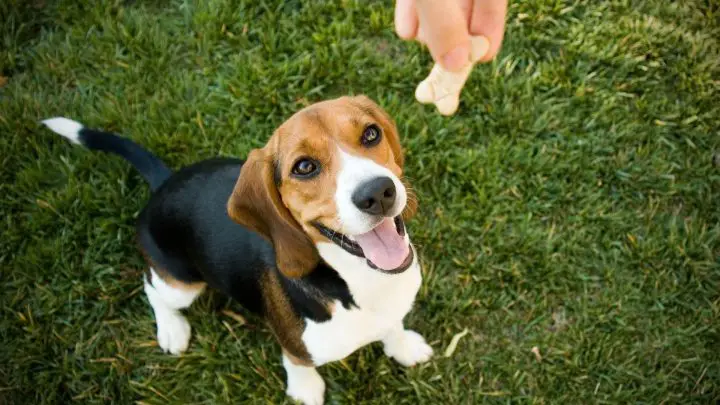 Sourdough dog treats: can dogs eat sourdough?