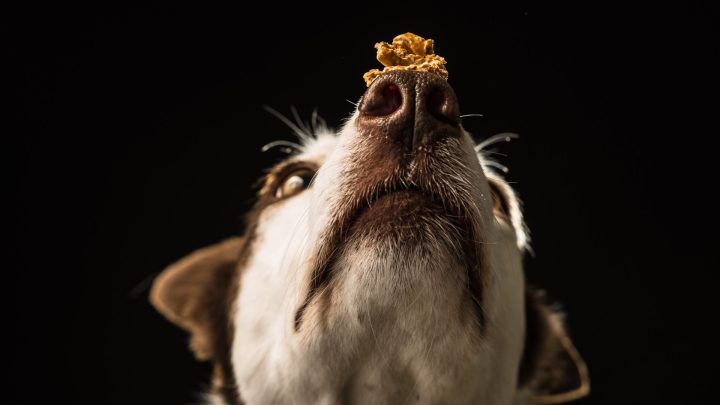 Sourdough dog treats: can dogs eat sourdough?