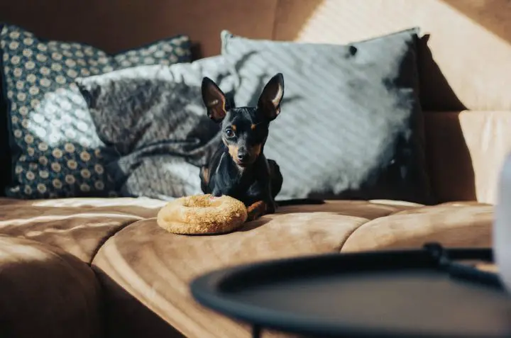 Can dogs have sourdough bread? You might be surprised!