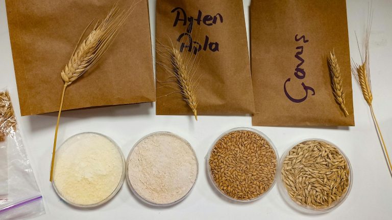 What flour to use for sourdough starter: a complete guide